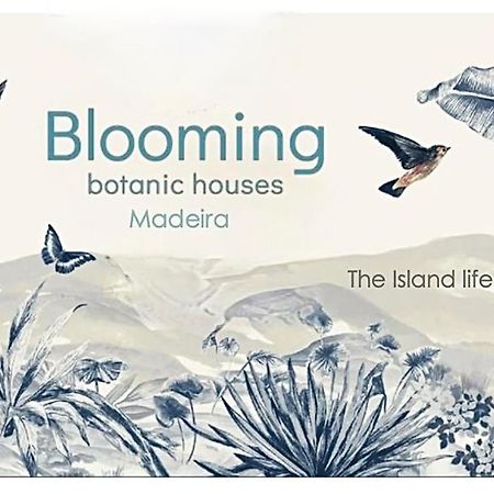 Blooming Botanic Houses Estreito Da Calheta المظهر الخارجي الصورة