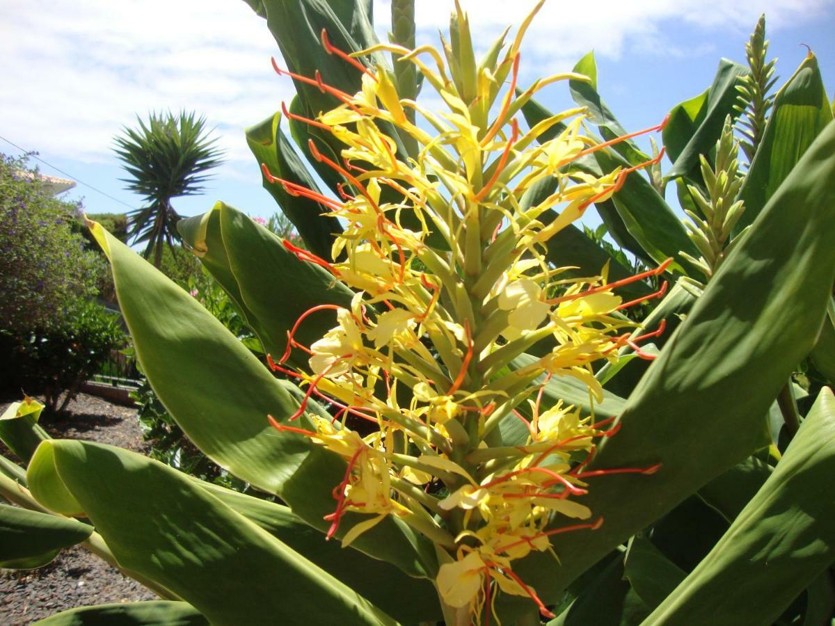 Blooming Botanic Houses Estreito Da Calheta المظهر الخارجي الصورة